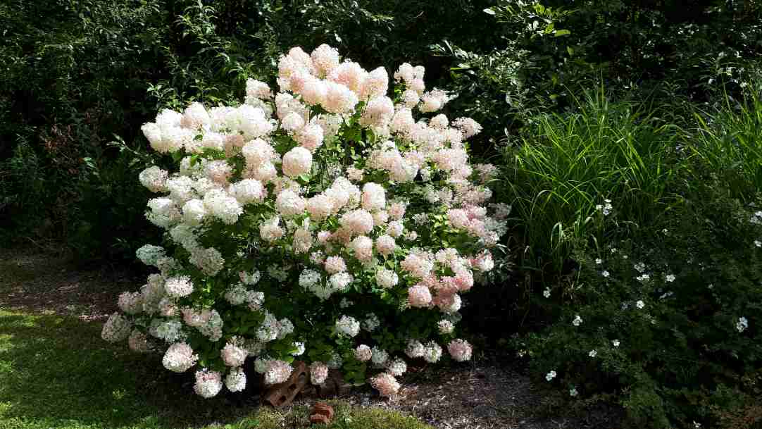 Hydrangee Bobo Hydrangea Bobo