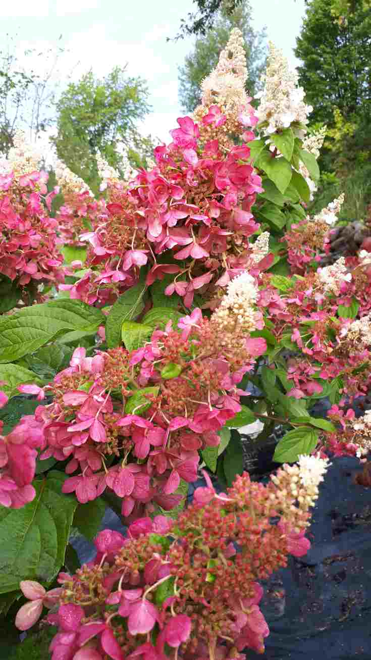 Hydrangee Pinky Winky 2 Hydrangea Pinky Winky