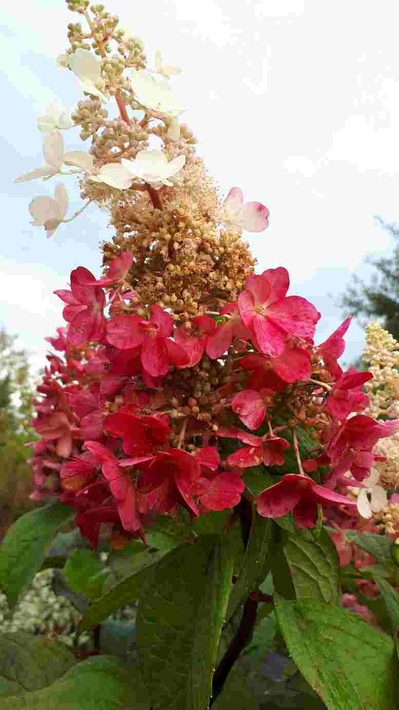 Hydrangee Pinky Winky Hydrangea Pinky Winky