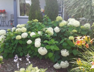 Hydrangea Annabelle