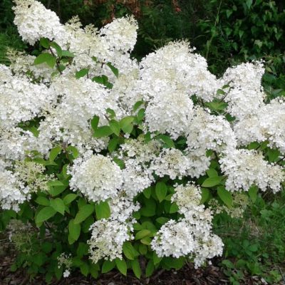 Hydrangea Bobo