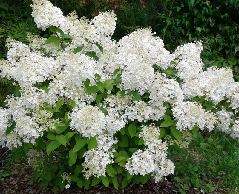 Hydrangée Bobo Hydrangea Bobo