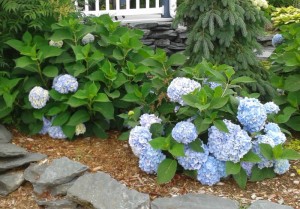 Hydrangea Endless summer