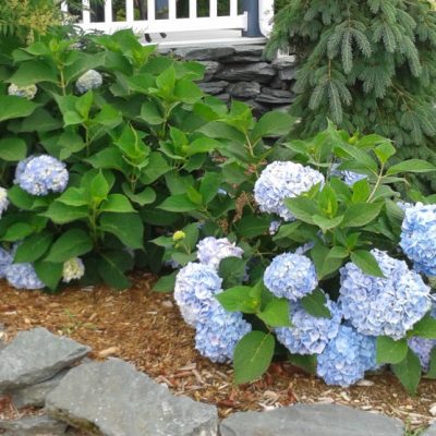 Hydrangea Endless summer