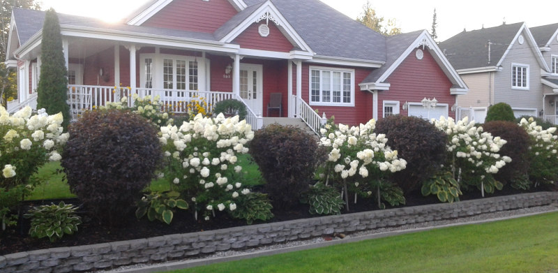 Hydrangea Lime light