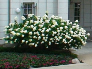 Hydrangea Lime light 3