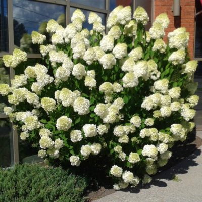 Hydrangea Lime light