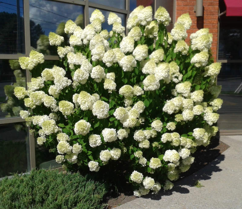 Hydrangea Lime light