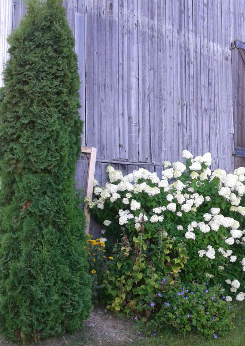 Hydrangea Limelight 4