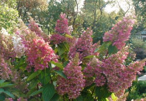 Hydrangea Pinky winky