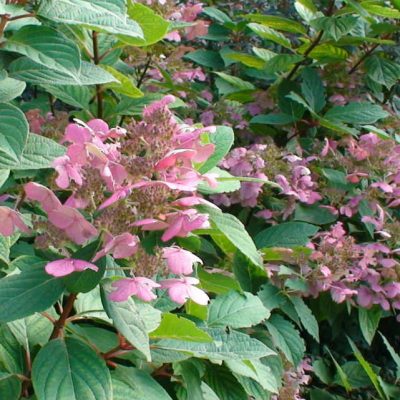 Hydrangea Quick Fire