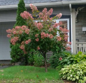 Hydrangea Quick Fire sur tige