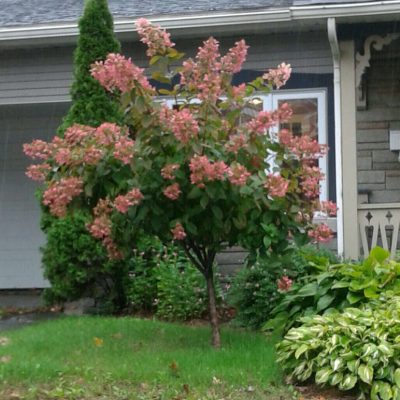 Hydrangea Quick Fire sur tige