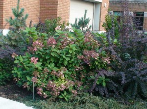 Hydrangea Quick fire