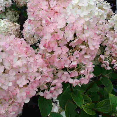 Hydrangea Straberry Sunday