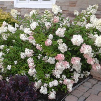 Hydrangea Vanille Fraise