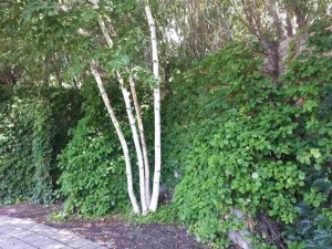 hydrangea petiolaris