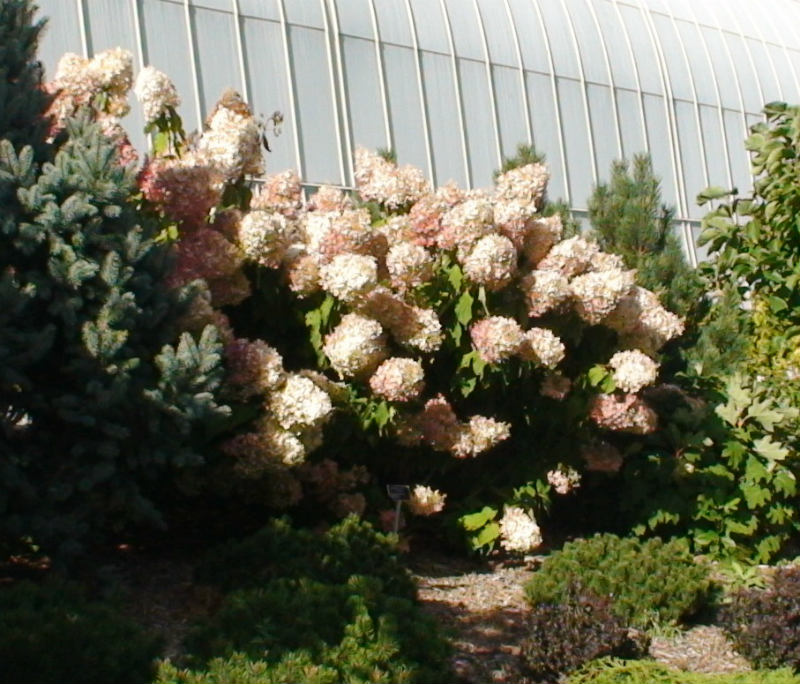 Hydrangea lime light 2