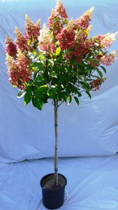 Hydrangea pinky winky sur tige