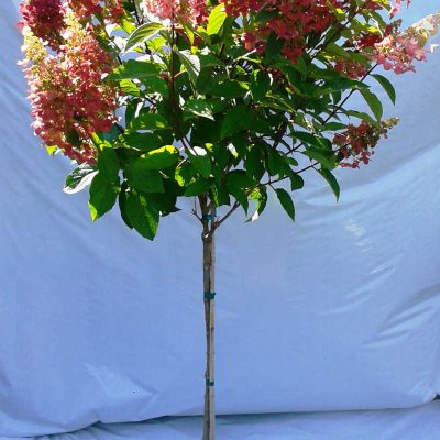 Hydrangea pinky winky sur tige