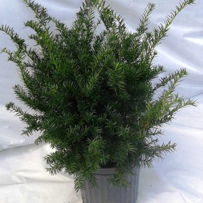 Taxus densiformis