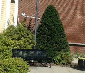 Taxus cupidata capitata