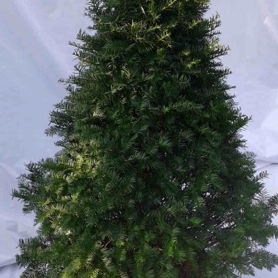 Taxus cupidata capitata