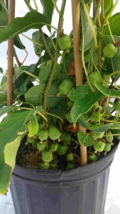 Kiwi actinidia Isaï