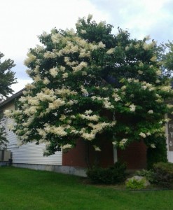 syringa reticulata ivory silk