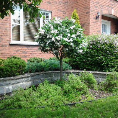 syringa patula miss kim sur tige