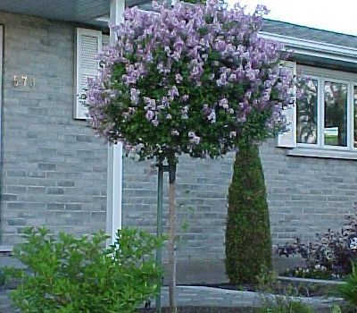 Syringa meyeri palibin sur tige