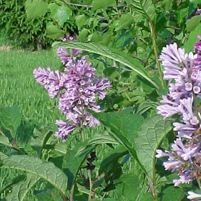 Syringa prestonia Royalty