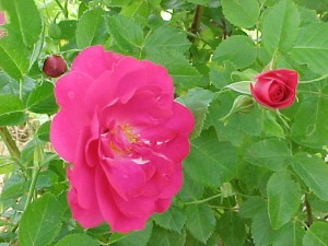 Rosa John Cabot
