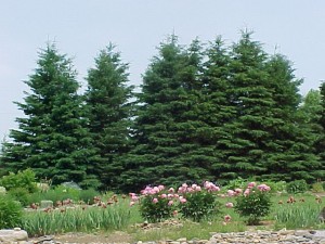 picea glauca