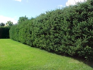 picea glauca