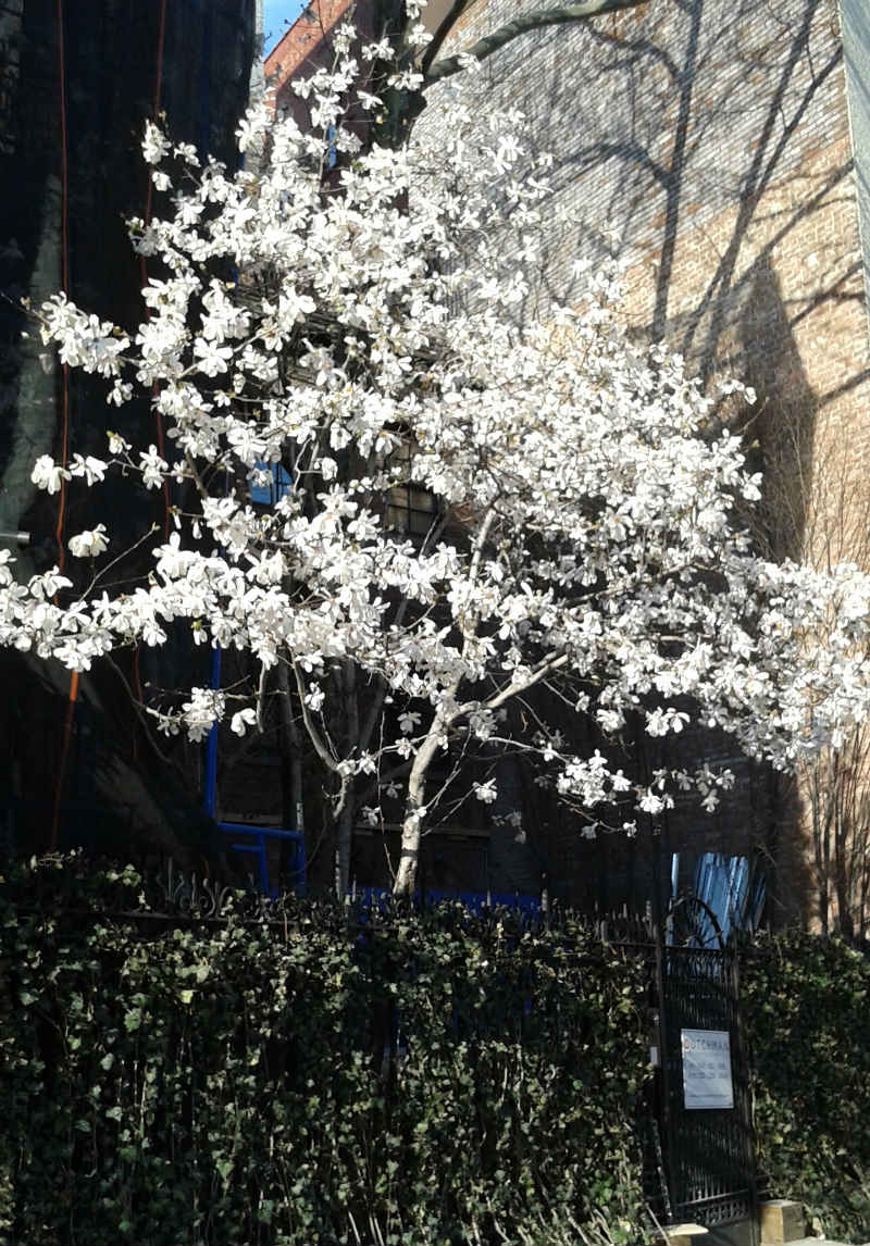 Magnolia Royal Star Magnolia Royal Star