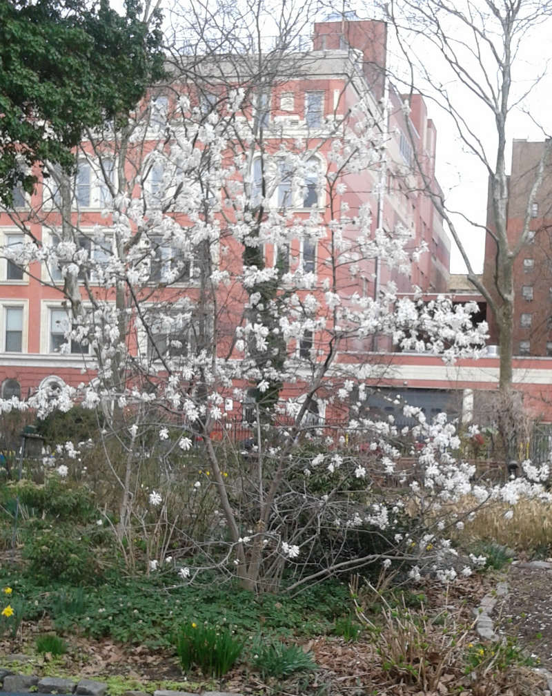 Magnolia Royal Star 3 Magnolia Royal Star