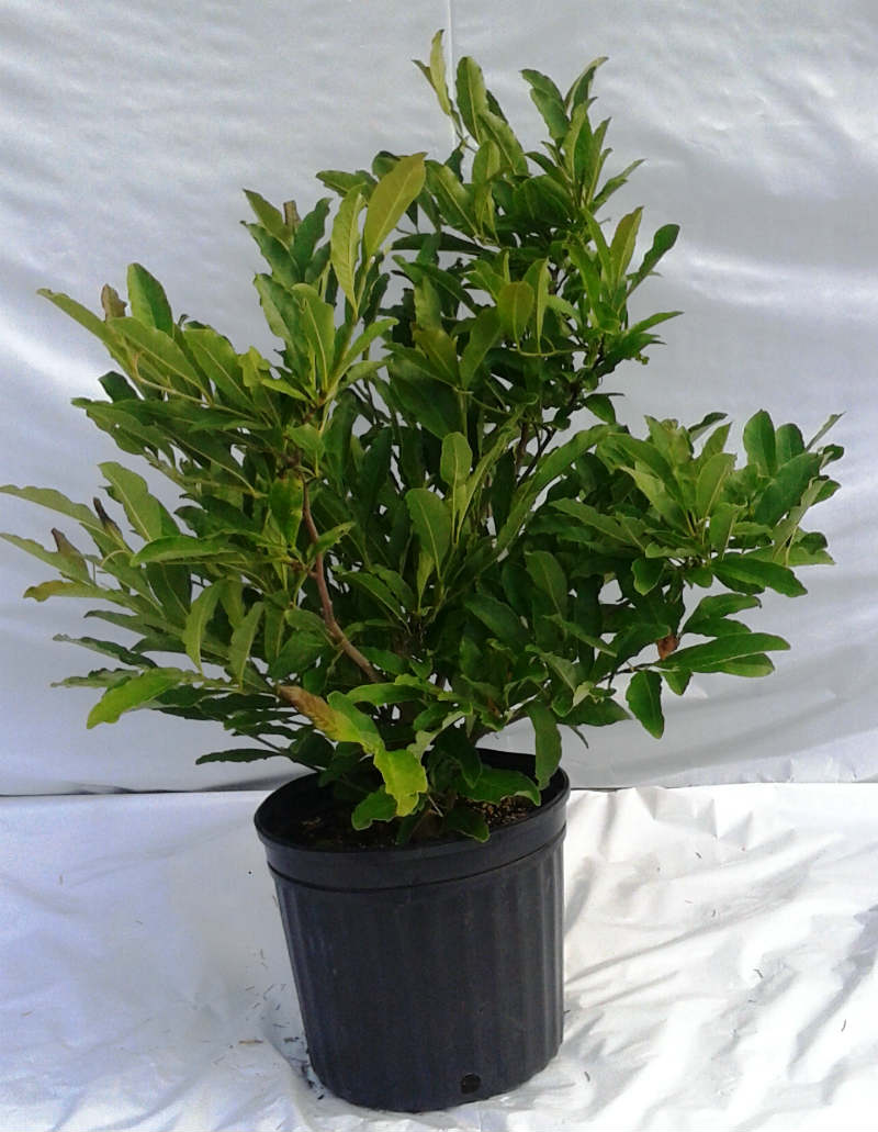 Magnolia Royal Star Magnolia Royal Star