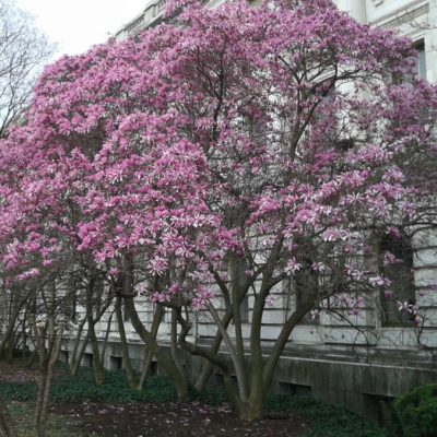 Magnolia Susan