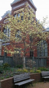 Magnolia étoilé Butterfly