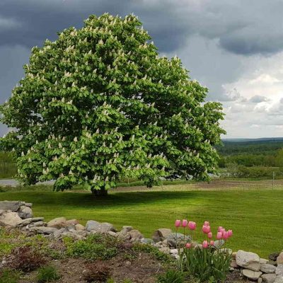 Aesculus