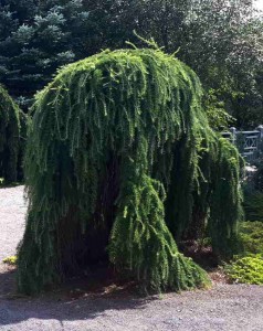 Larix varied directions