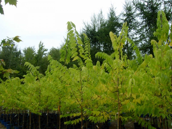 Celtis occidentalis