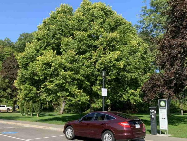 Celtis occidentalis
