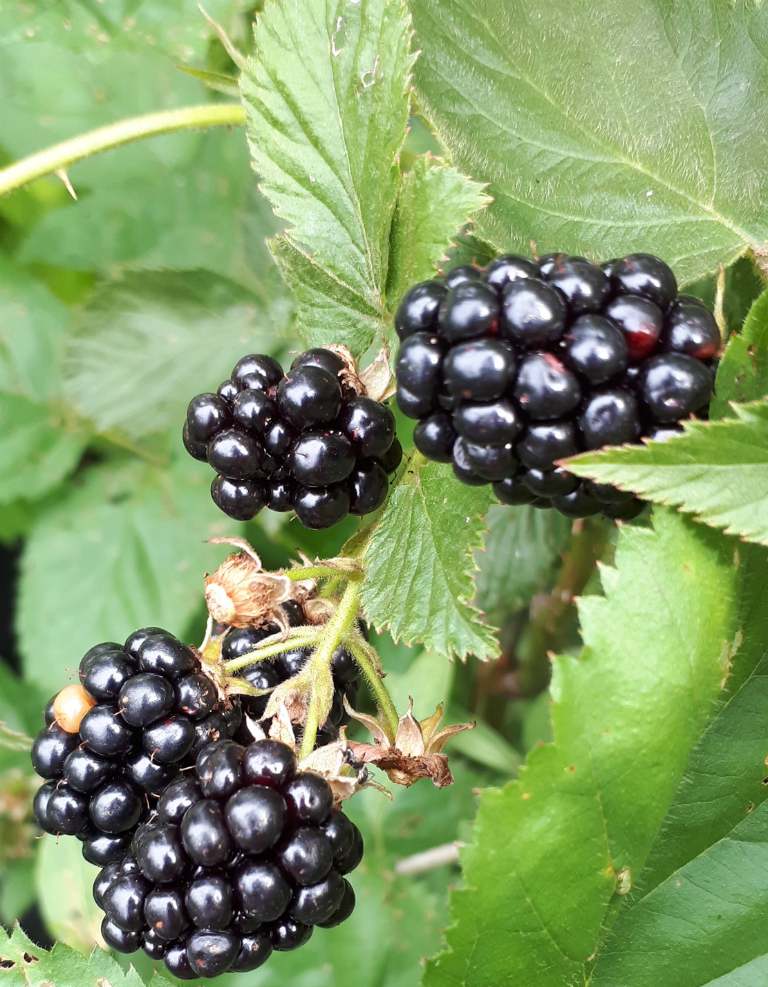 Murier Iliny Hardy Murier Iliny Hardy