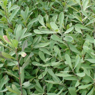 myrica gale