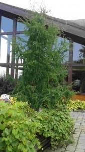 Larix Diana