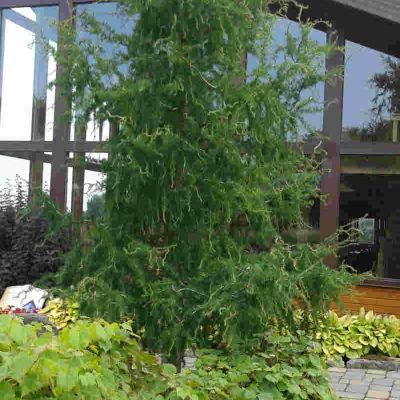 Larix Diana