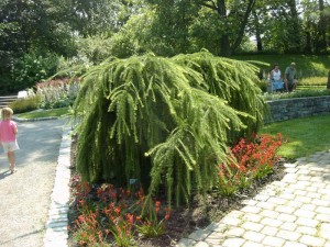 Larix Varied Directions