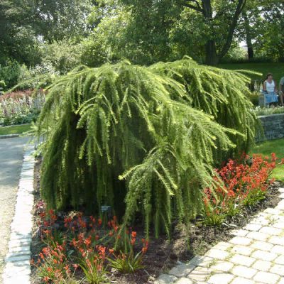Larix Varied Directions
